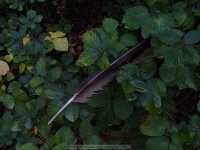 image of quill