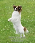 image of papillon