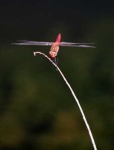 image of dragonfly