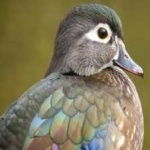 image of wood_duck #6