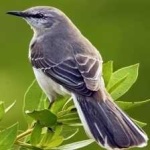 image of bird