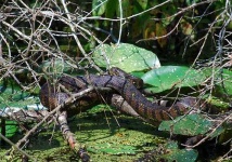 image of water_snake