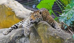 image of jaguar_car