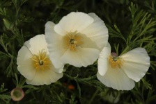 image of flower
