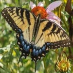 image of animal