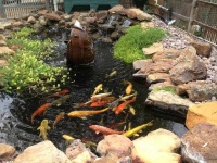 image of pond