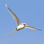 image of bird