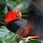 image of bird