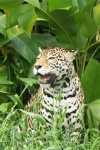image of jaguar_car