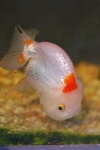 image of goldfish