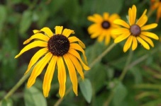 image of flower