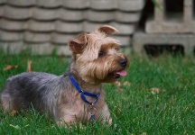 image of silky_terrier