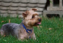 image of silky_terrier #26