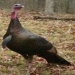 image of bird