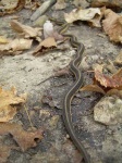 image of garter_snake