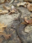 image of garter_snake #33