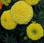image of flower