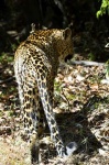 image of jaguar_car