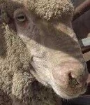 image of animal