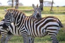 image of animal