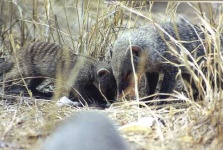 image of mongoose