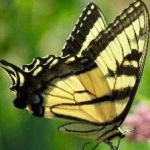 image of animal
