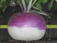 image of turnip #33