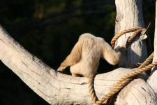 image of gibbon