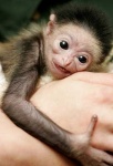 image of gibbon