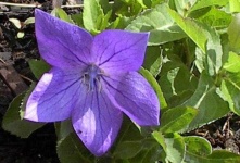 image of balloon_flower #40