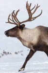 image of animal