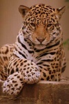 image of jaguar_car
