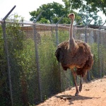 image of ostrich