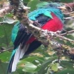 image of bird