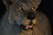 image of lion