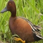 image of bird