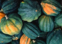 image of acorn_squash #21