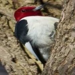 image of red_headed_woodpecker #31