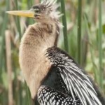 image of bird