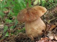image of mushrooms