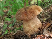 image of boletus #21