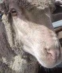 image of animal