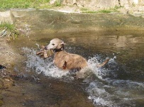 image of whippet