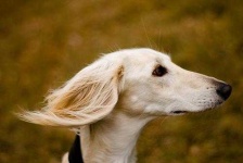 image of saluki