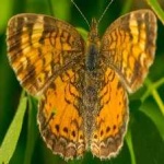 image of animal