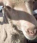 image of animal