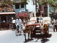 image of oxcart