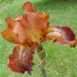 image of bearded_iris #32