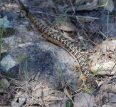 image of alligator_lizard