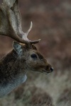 image of animal
